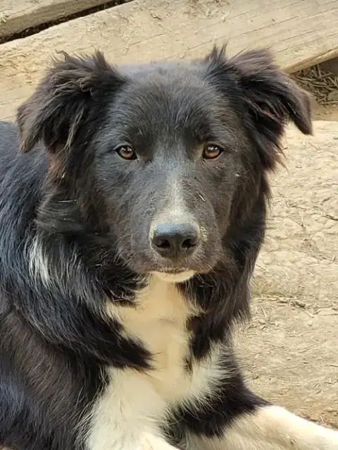 Leland "I'Ve Been Adopted"