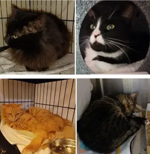 Working Cats