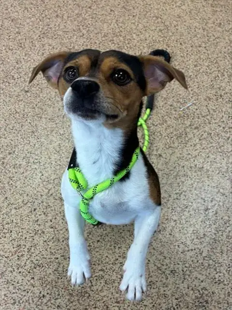 Chico