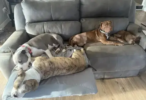 Gus photo 2