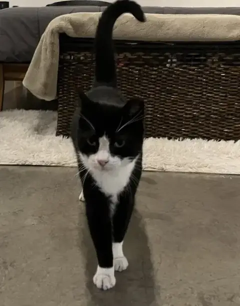 Tuxedo Man photo 3