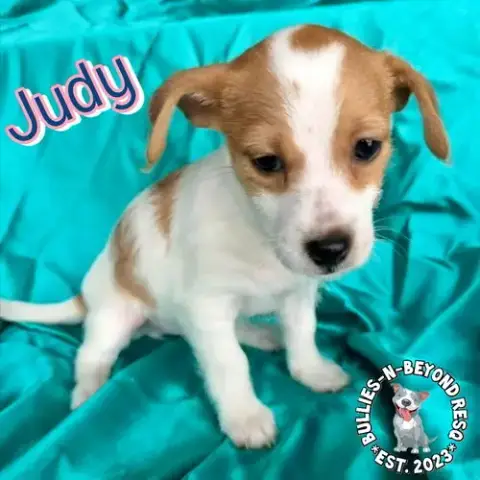 Hollywood Litter: Judy photo 4