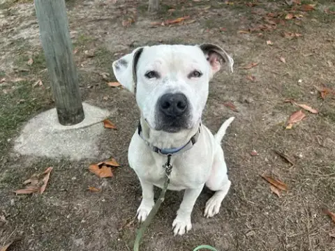 Spike