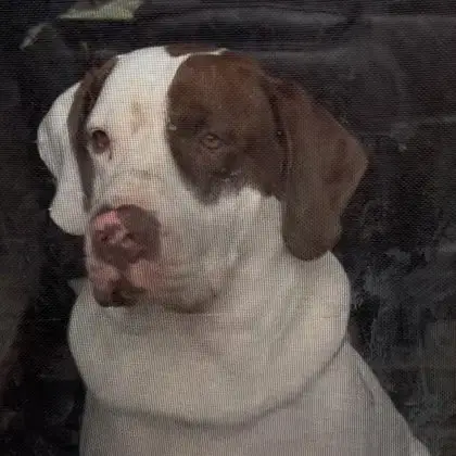 Odin