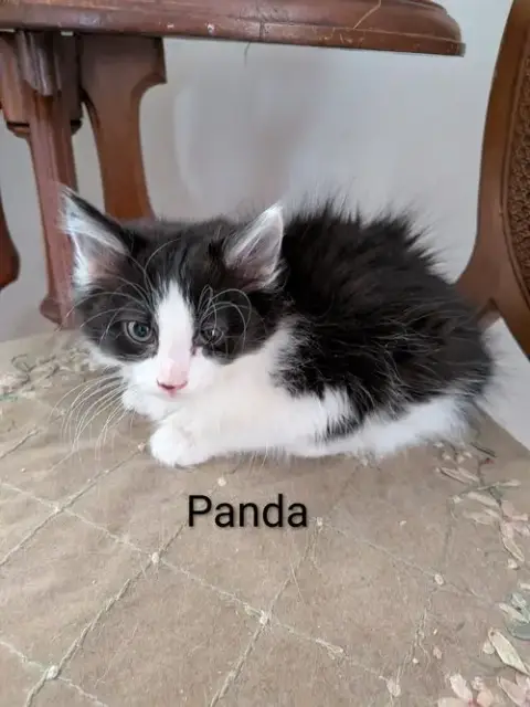 Panda photo 4