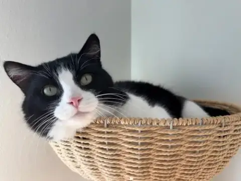 Oreo
