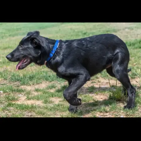 Ruger photo 3