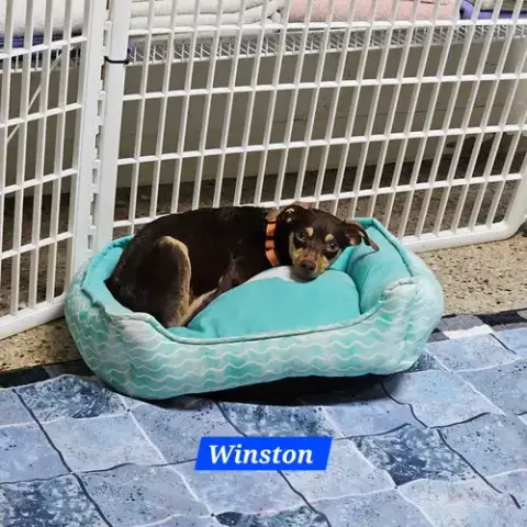 Winston photo 2