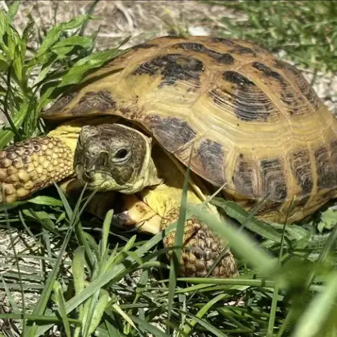Torty