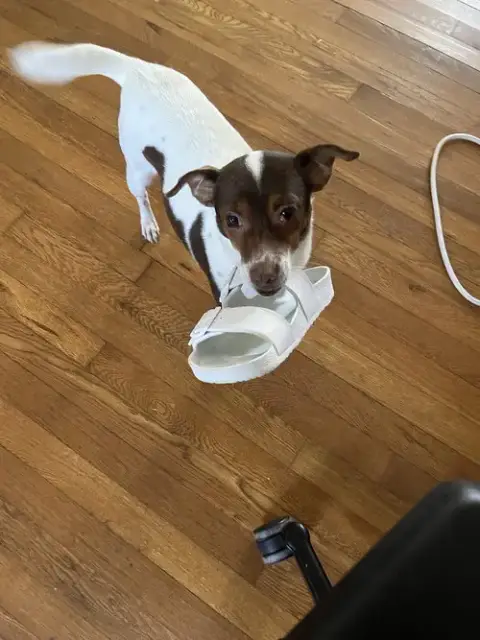 Rosie