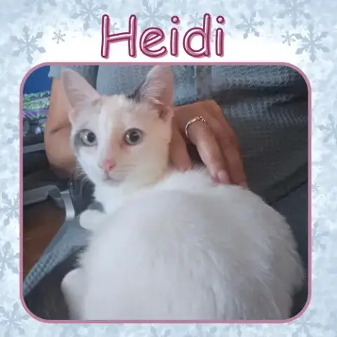 Heidi photo 3