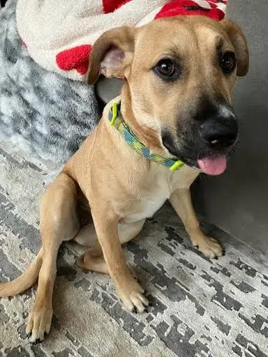 Cookie