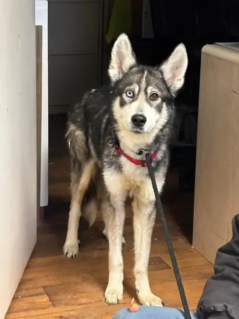 Balto: Not At Shelter photo 5