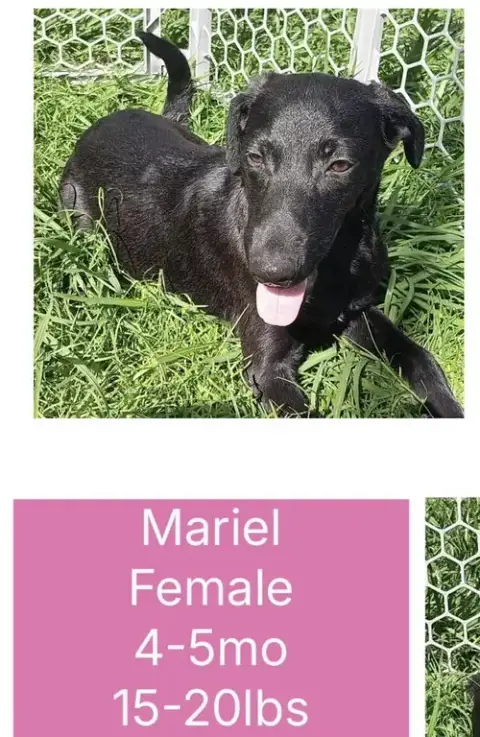 Mariel