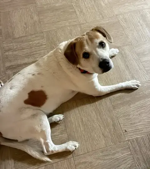 Lucky And Piper photo 4