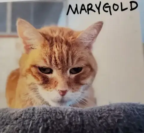 Marigold photo 4
