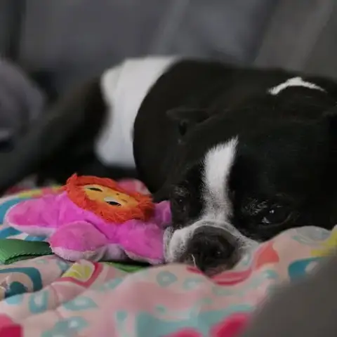 Jack Jack photo 5
