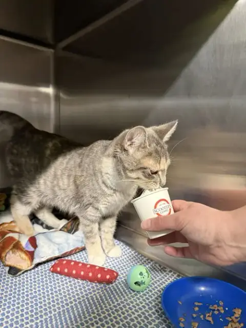 Nylah