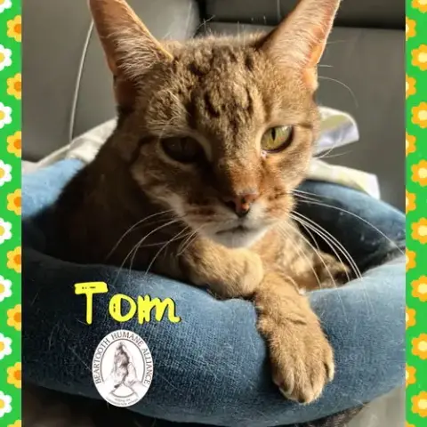 Tom photo 3