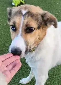 Rangi