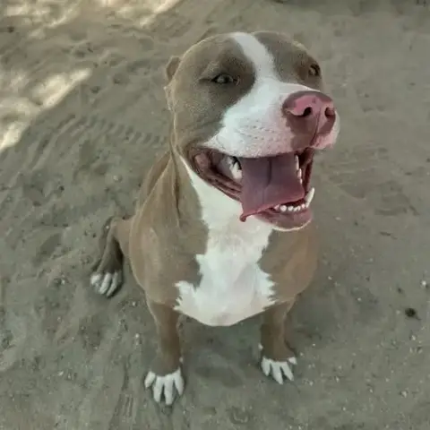 Lulu
