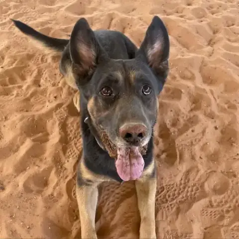 Pharaoh photo 3