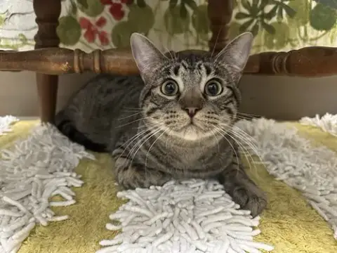 Gus