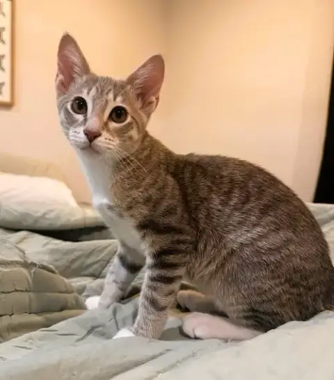 Hamilton