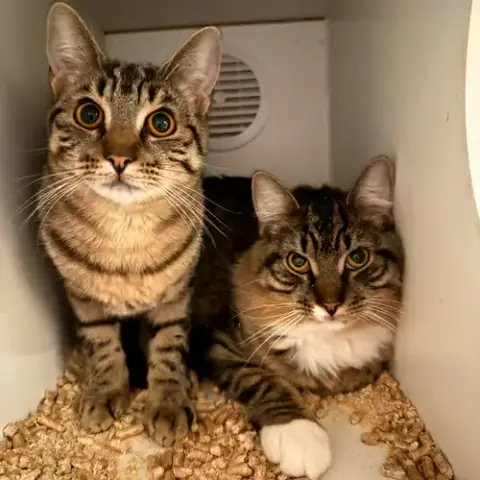 Chaos & Sheba