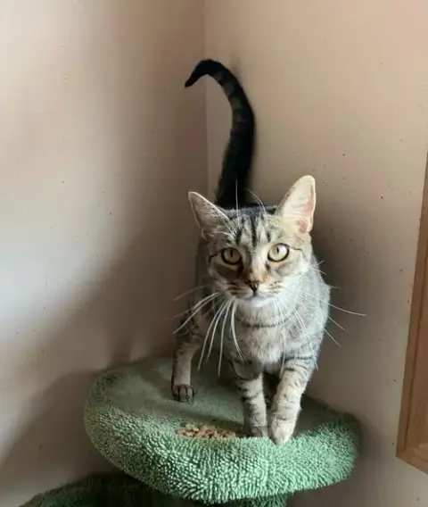 Raisin Bran 0$ Adoption Fee photo 2
