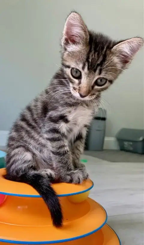 Cosmo