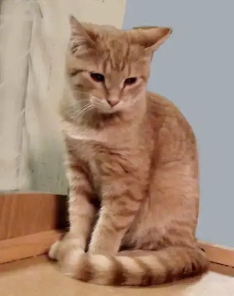 Butterscotch
