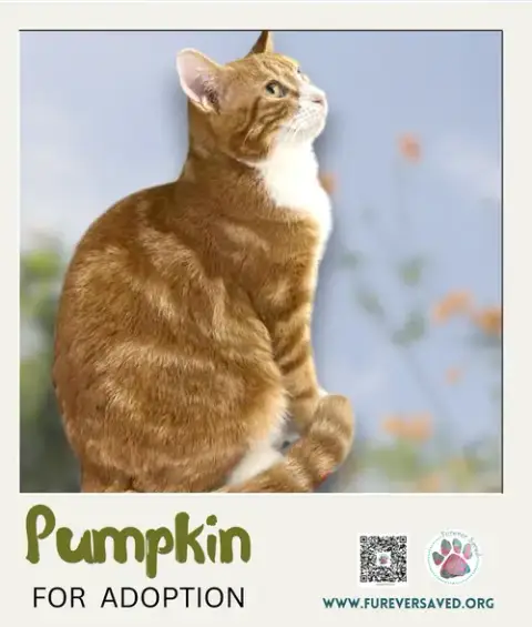 Pumpkin photo 4
