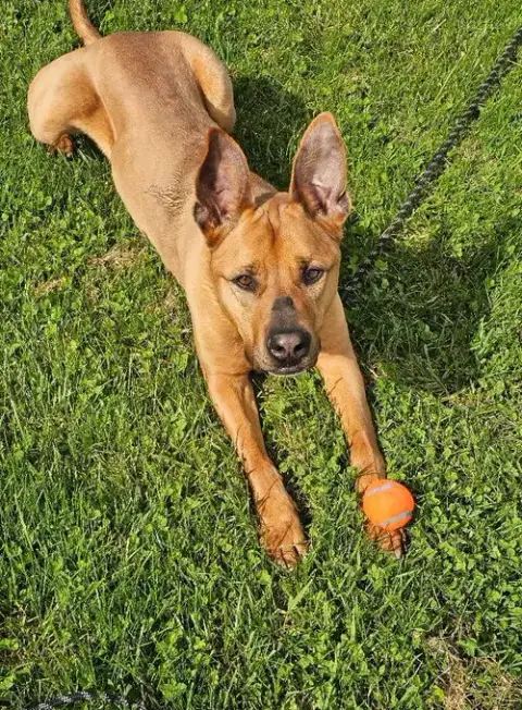 Scooby photo 2
