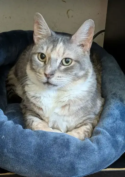 Momma Tortilla