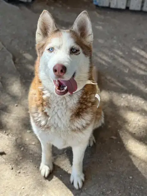 Luna