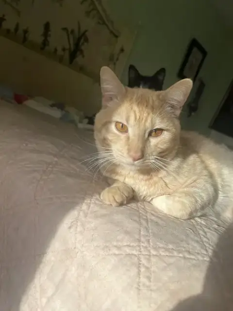 Le'Orange. photo 4