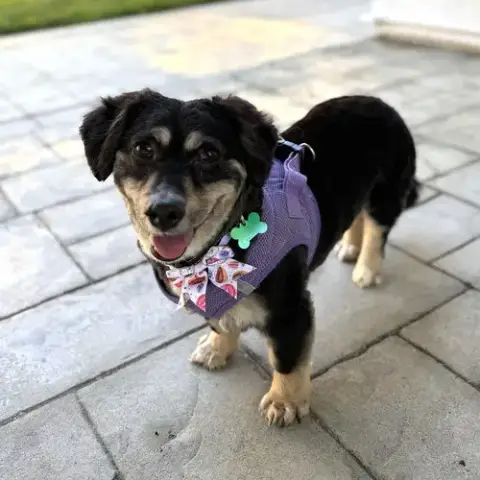 Liam *Adoption Pending* photo 3