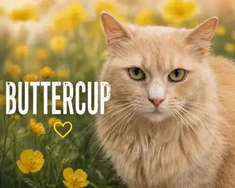 Buttercup: Dlh/Dmh
