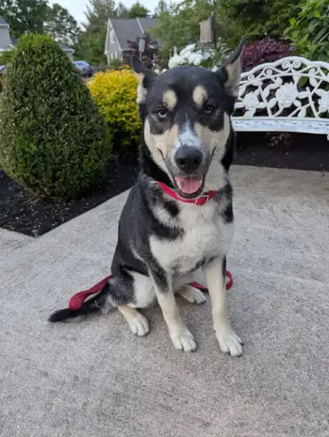 Koda