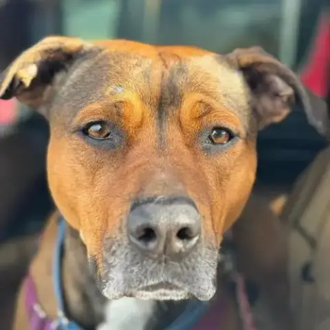 Ember