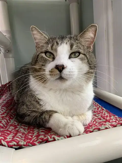 Mayor