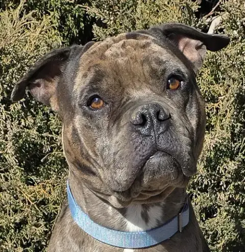 Good Boy Gustopher ~ Rare Merle American Bully