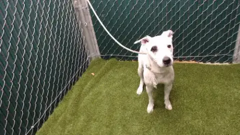 Stella
