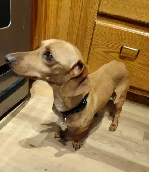 Junior *Foster Home Needed* photo 2