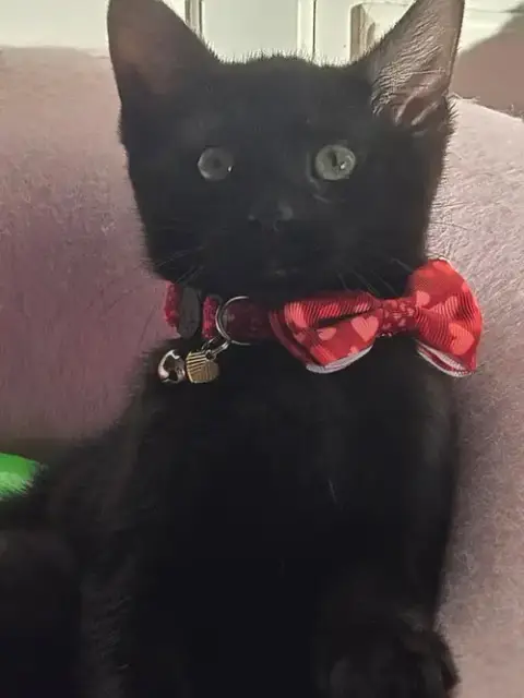Sugar'S Fendi Kitten