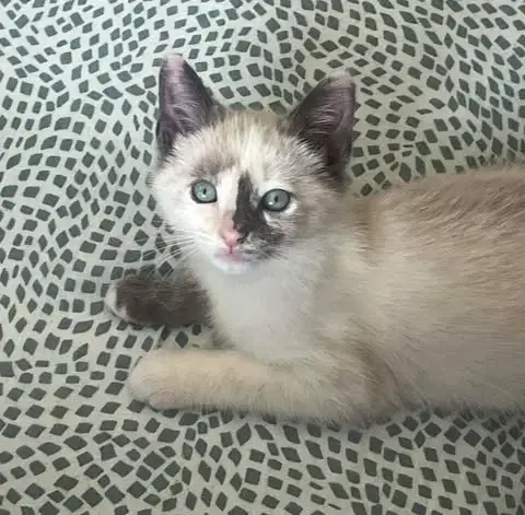 Flurry photo 2