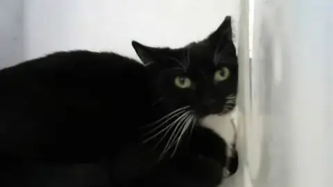 Oreo