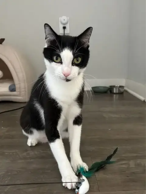 Bobo