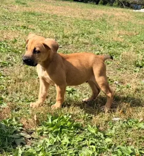 Ryder photo 3